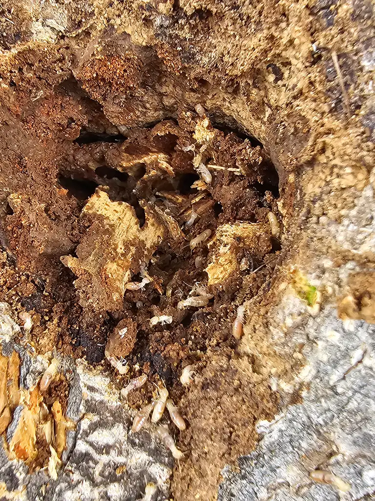Termite damage in wood framing documented during a Root Home Services inspection in Austin, TX