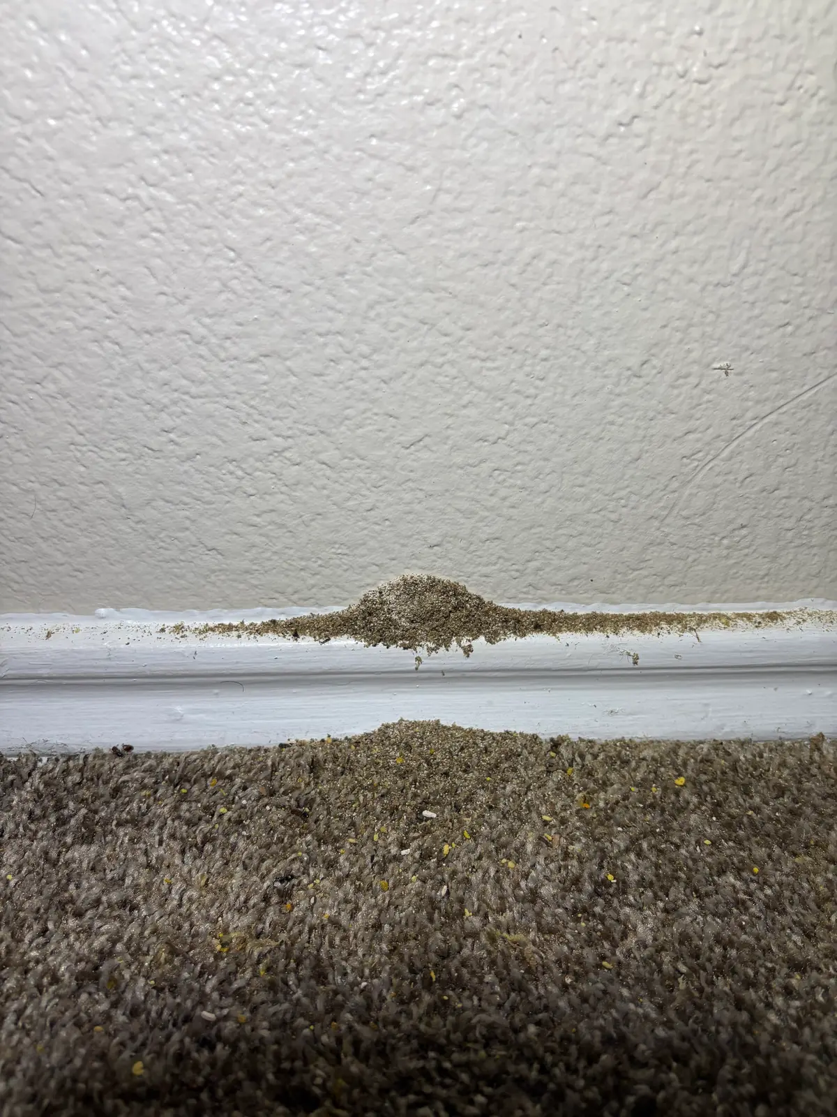 Termite frass piled along an interior baseboard, a sign of active termite activity