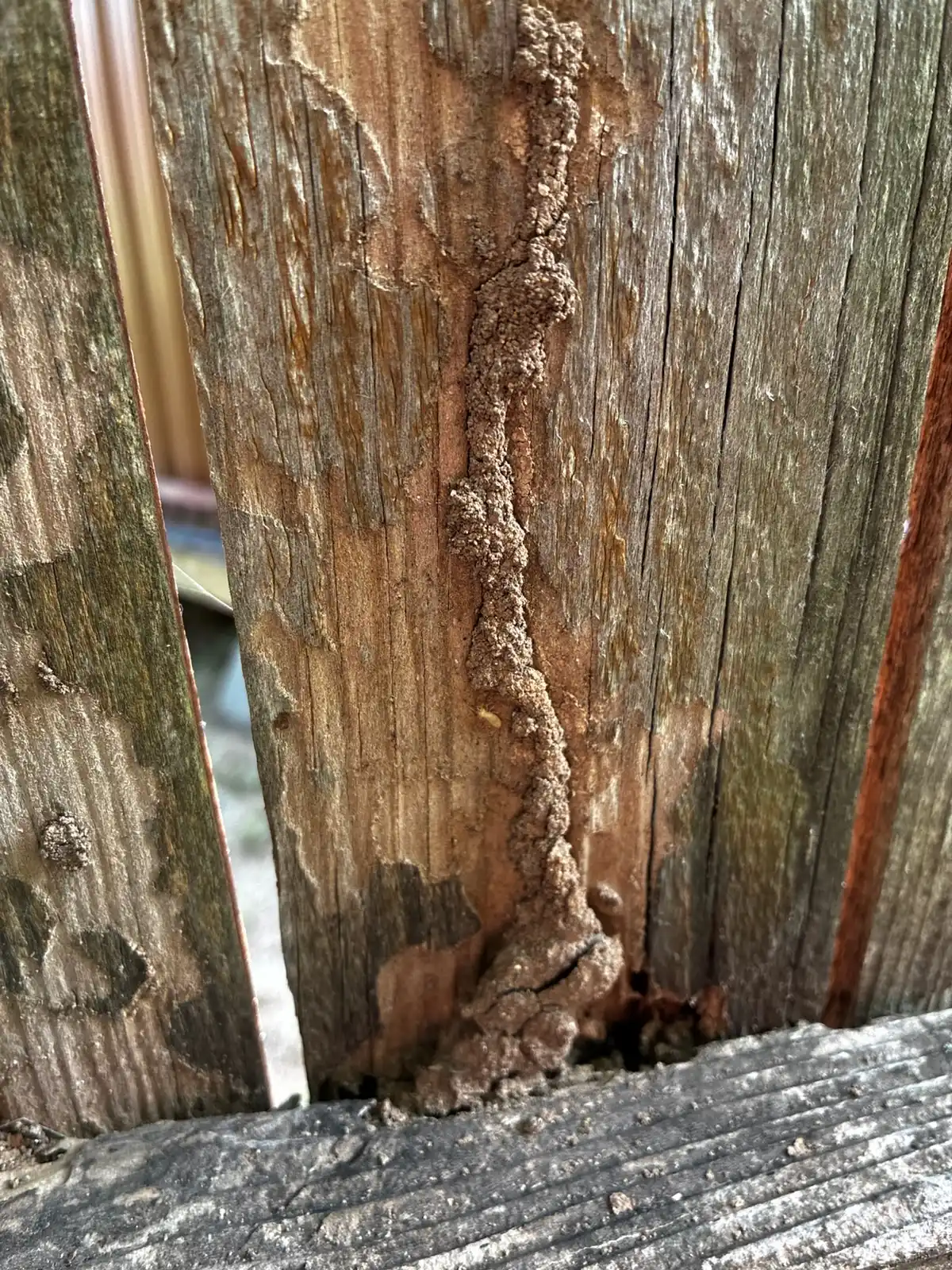 Termite mud tubes climbing a wood fence post, found during a Root Home Services inspection in the Austin metro