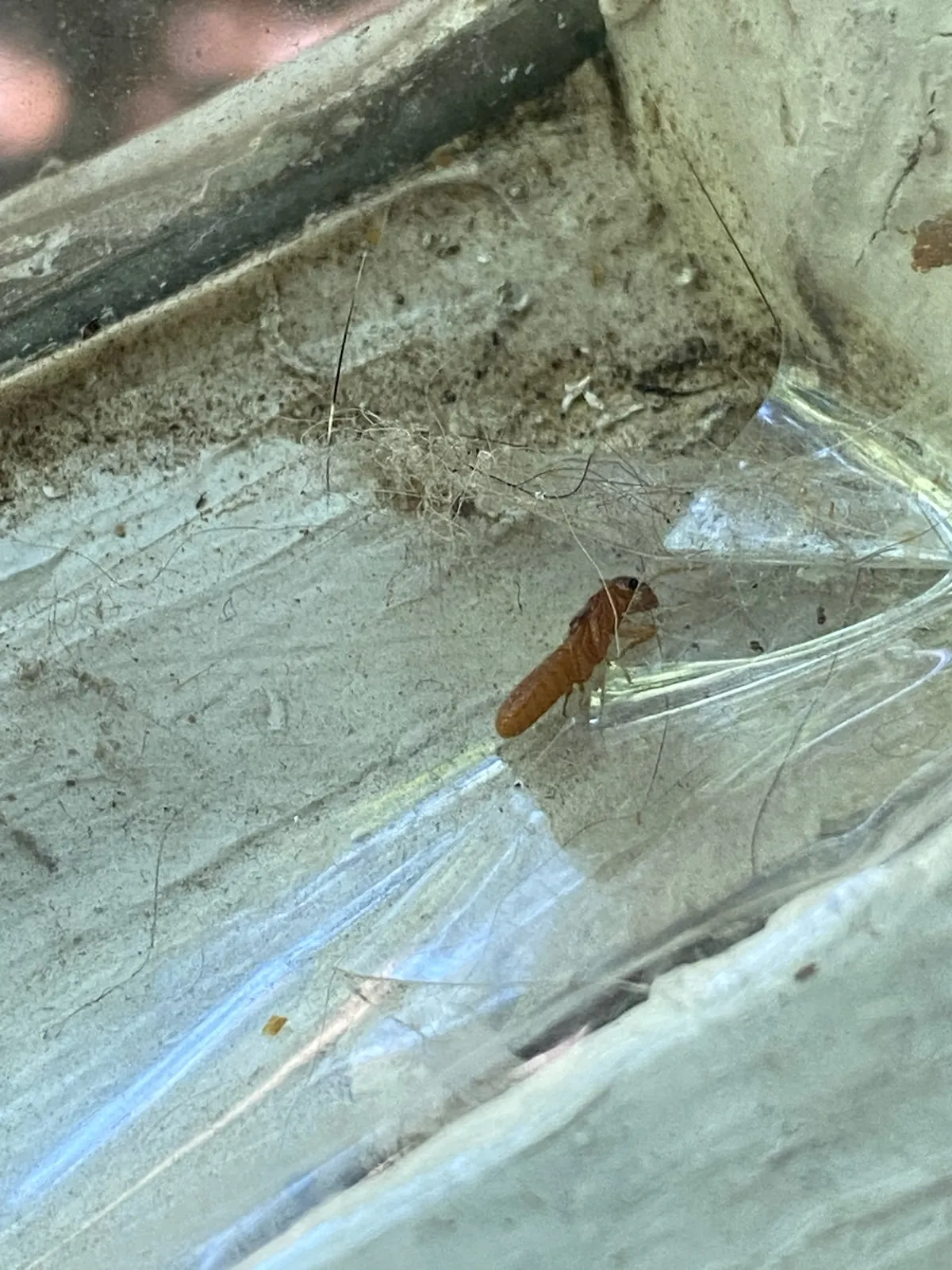 A termite swarmer caught in a web on a window frame — an early sign of a colony nearby